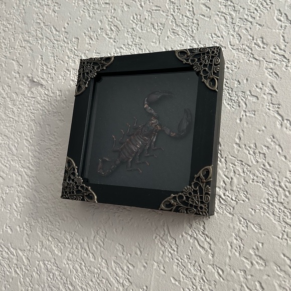 Black Framed Scorpion Decor ~ REAL Insect Specimen - Picture 3 of 3